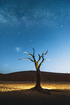 Dead acacia trees at night, Deadvlei, Namib-Naukluft National Park, Namibia