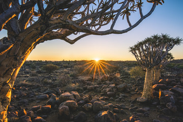 Quiver tree forest (Aloe dichotoma), Keetmanshoop, Namibia, Africa.