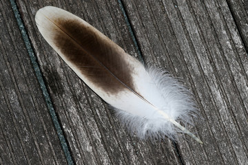 vorderansicht einer feder des gänsegeiers fotografiert in makro und nahaufnahme mit textfreiraum