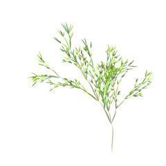 Reed stems ,bamboo leaves, thin narrow leaves.Different shades of green. Isolated on white background