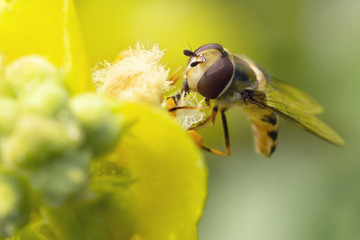 Hoverfly,flower fly or syrphid fly.
