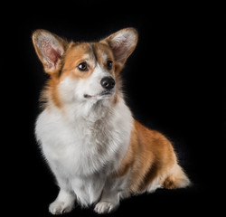 Welsh corgi pembroke