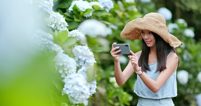Woman taking photo on Hydrangea farm