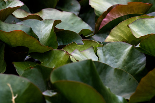 Water Lily Leaves