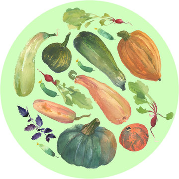 Watercolor vegetable circle with a natural illustration of veggies for design sign, agribusiness logo, organic food banner, healthy brand labels. Freshness watercolor painting pumpkin, squash, radish.