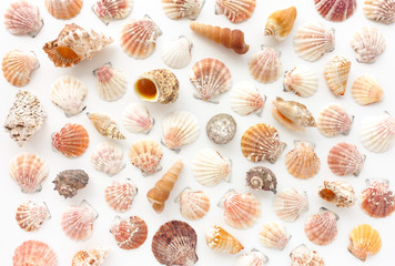 Seashell Background on White