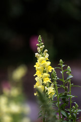 Yellow Snapdragon Flowers - also know as: Dog's Mouth, Lion's Mouth, Toad's Mouth