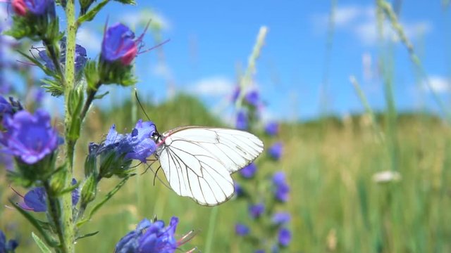 Field plants. Aporia crataegi butterfly sits on the flower of viper's bugloss (Echium vulgare).