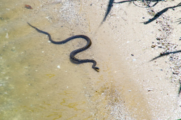 Snake Natrix tessellata close-up