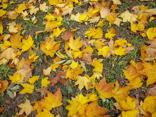 Forest glade with autumn leaves