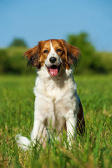 Kooikerhondje sitzt in einer Wiese