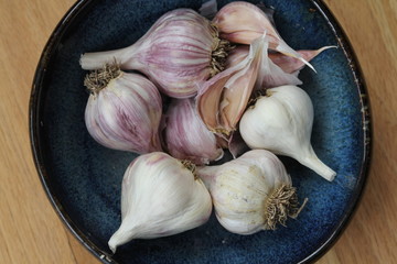 fresh harvest purple stripe garlic in blue bowl