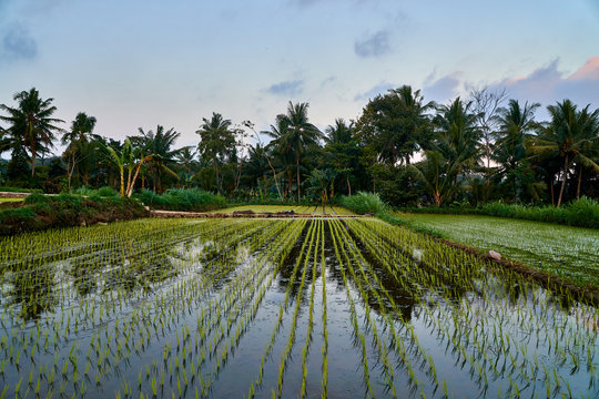 Rice fields in Bali Canggu 