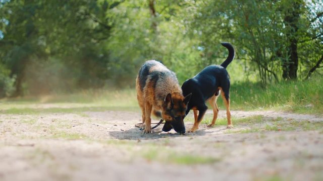 Westpointer and German Shepard sniffing the dirt. Dwingeloo, Netherlands.