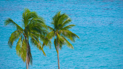 CLOSE UP: Two tall palm trees flutter in the summer wind coming from the ocean.