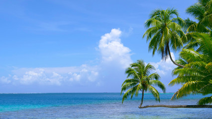 Fototapeta na wymiar Crooked palm trees stretch over the breathtaking emerald ocean on sunny day.