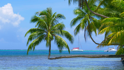 CLOSE UP: Two sailboats cruise past the exotic shore and crooked palm trees.