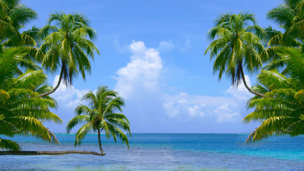 Fototapeta na wymiar Beautiful crooked palm trees stretch above the stunning emerald Pacific ocean.