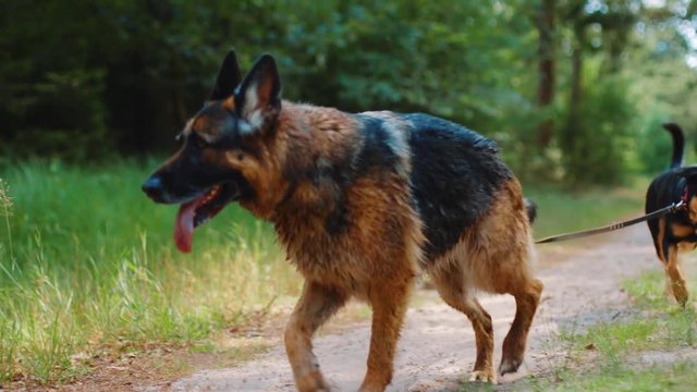 German Shepard walking along forest path with Westpointer dog in tow. Dwingeloo, Netherlands.