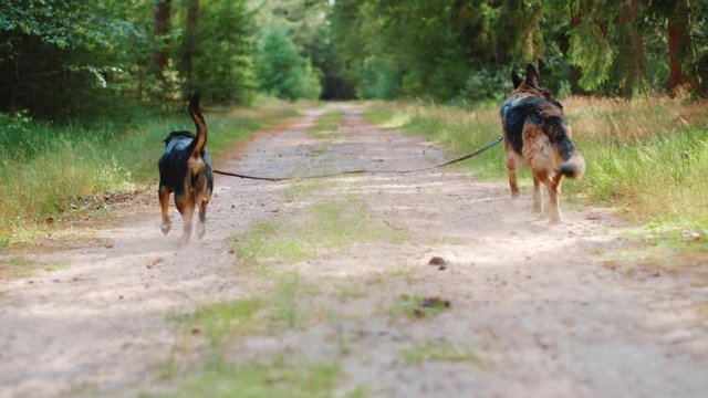 Two dogs attached by leash walking down a forest trail on either side. Dwingeloo, Netherlands.