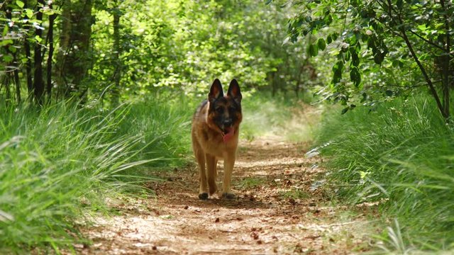 German Shepard walking down a forest trail towards the camera while panting with its tough out