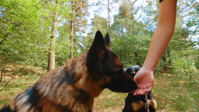 German Shepherd and Westpointer dogs sit potentially for treats