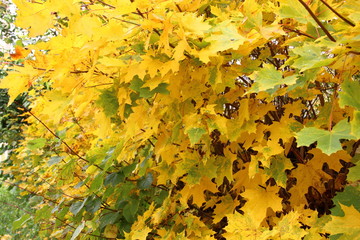 Autumn, October, leaf fall - bright yellow maple leaves on the tree