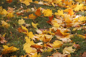 Autumn, October, november, bright yellow maple leaves lie on the greed gratt – background,...
