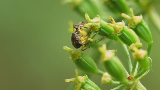 Insect bug Lygus pratensis sits on a yellow flower and cleans the antennae with its paws. Macro shot.