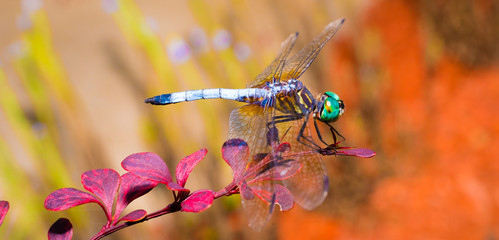 Dragonfly on barberry