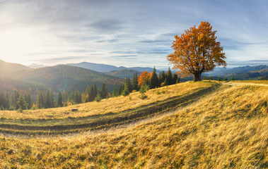 Fototapeta premium Majestic lonely beech tree on a hill mountain autumn landscape.