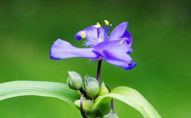 flower on a green background