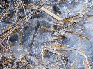 Grass fields frozen in the ice. The ice on the puddles.