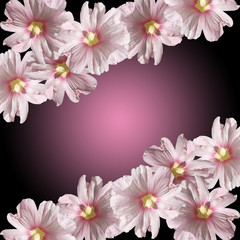 Fototapeta na wymiar Beautiful floral background of pink mallows 