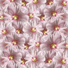 Beautiful floral background of pink mallows 
