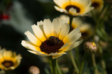 Flower with bee