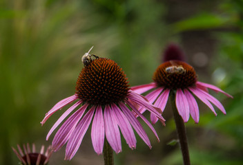 Flower Closeup with bee