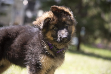 German Shepherd Puppy