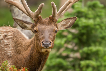 Naklejka na ściany i meble A close up of an elk in Rocky Mountain National Park, Colorado