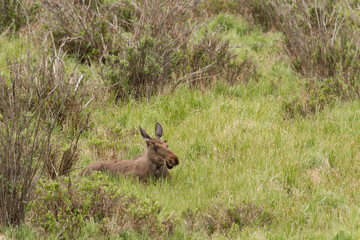 A young moose in a grassy field in Rocky Mountain National Park, Colorado
