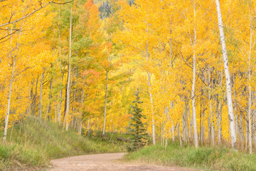 An autumn aspen forest road in Colorado