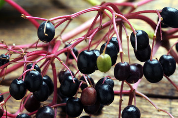 Sambucus Sambuco Holunder Sureau Bazga Կտտկենի خمان Бузина 接骨木属 Elderberry