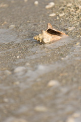 A conch seashell on the beach