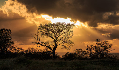 Fototapeta na wymiar Silhouetted tree with storm clouds and sun rays