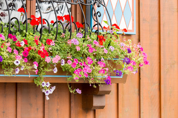 Fototapeta na wymiar A window box of geraniums and flowers
