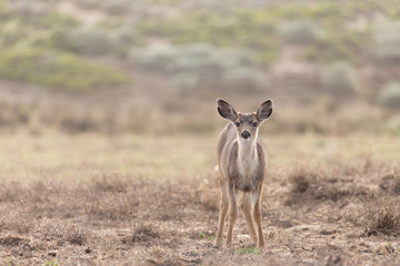 A young deer in a field in California