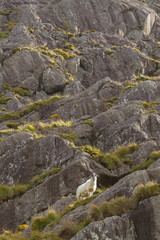 Fototapeta na wymiar An Irish sheep perched on a rocky ledge