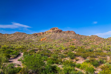Arizona's Sonoran desert in springtime. Sandy dirt road winds through Saguaro cacti and other native plants in the foreground; rocky hills in the distance. Blue desert sky and clouds in background.