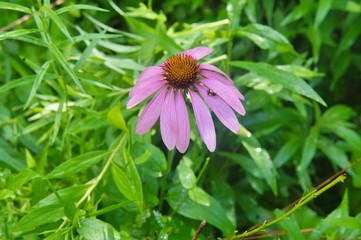 Purple Coneflower
