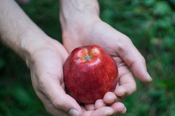 A male hand holding a red ripe apple against a background of green grass on a clear summer day